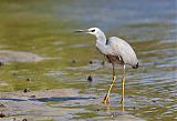 White-faced Heron